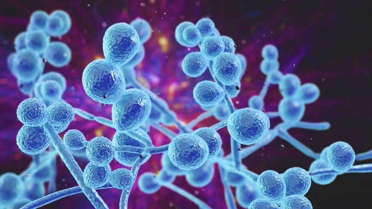 The-Council-of-Mosques